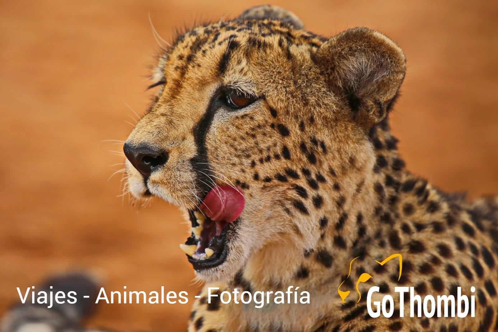 GoThombi | Una agencia de viajes para amantes de los animales